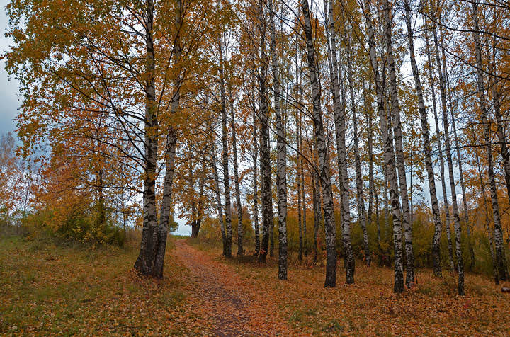 Осенние прогулки