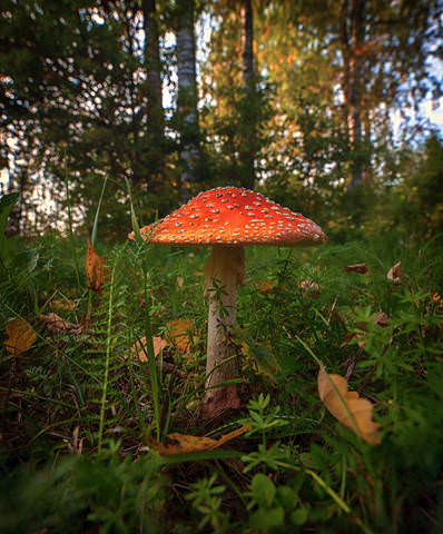 Mushroomija