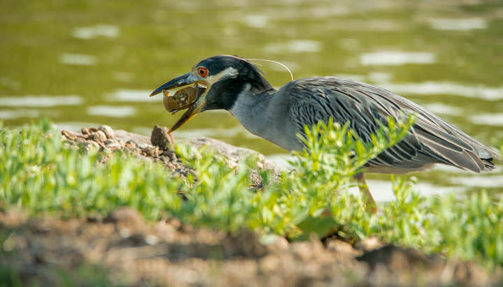 Yellow-crowned Night Heron