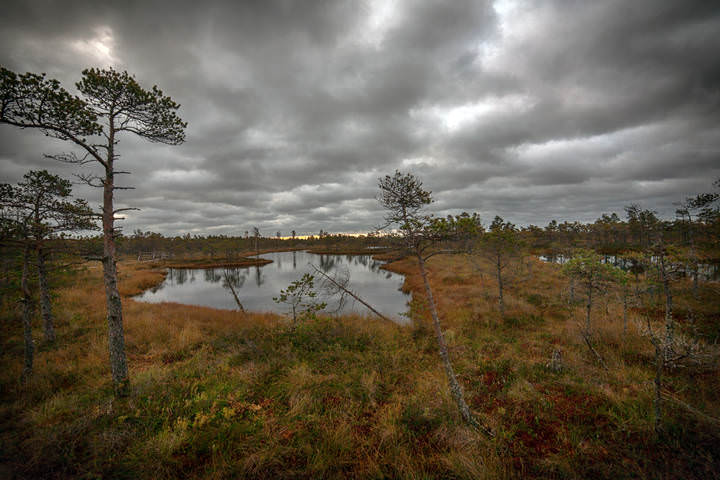 swamp