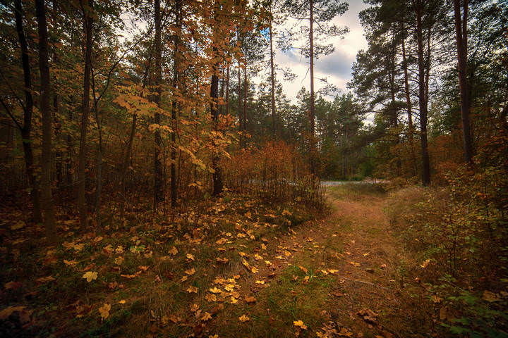 autumn forest
