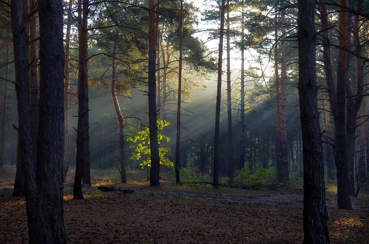 Утро в лесу