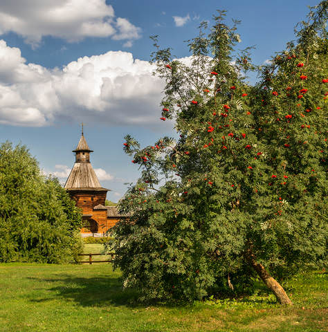 Рябины в Коломенском