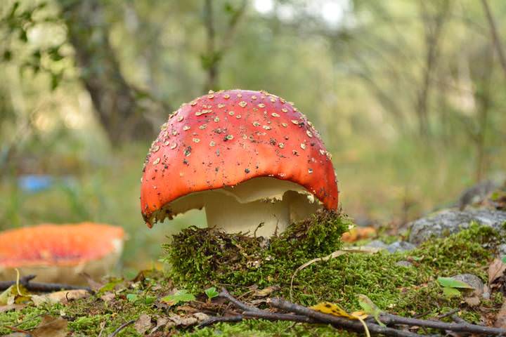 Мухомор