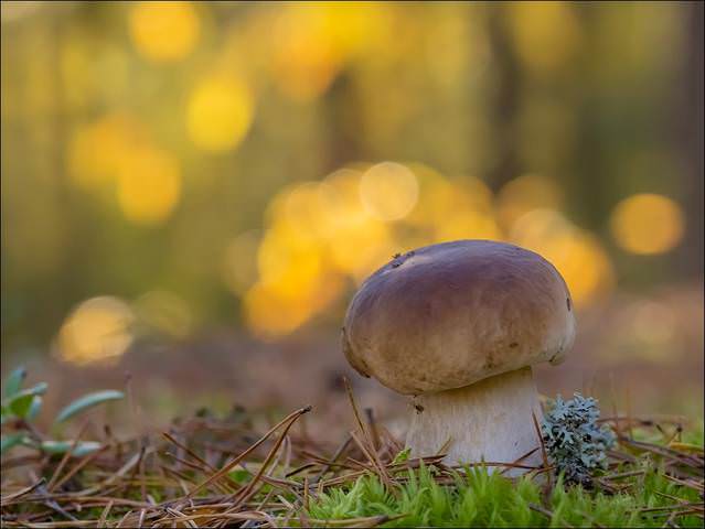 Рисовала осень красками)