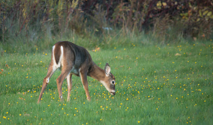 dear - deer