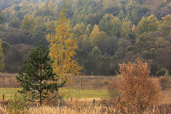 Краски этой осени