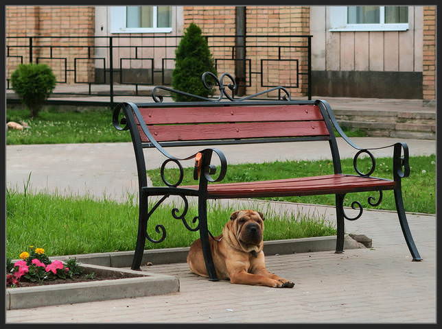 Вот, лавку сказали охраняй... и ушли...