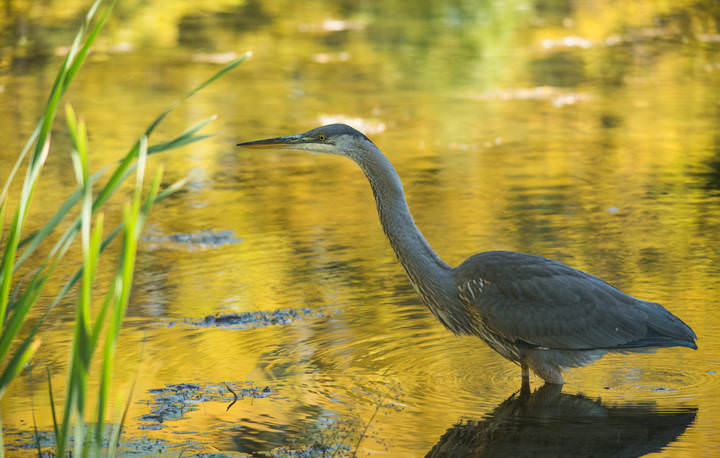 Great blue heron