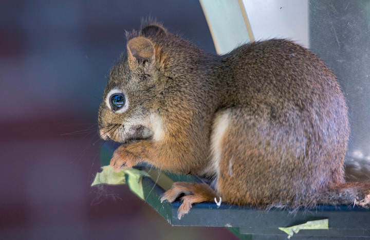 American red squirrel 