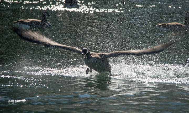 Spreading Wings
