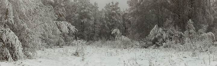 В зимнем лесу..