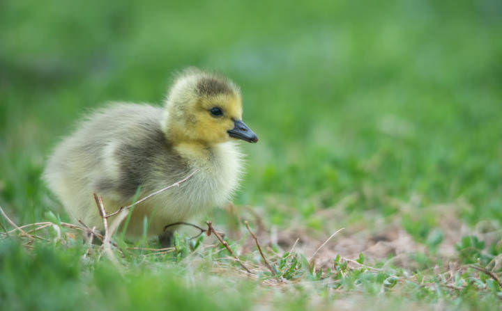 little goose chick