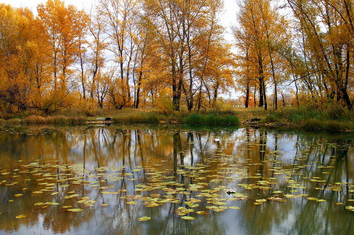 Осень