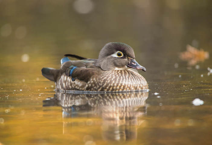 Wood duck (female)
