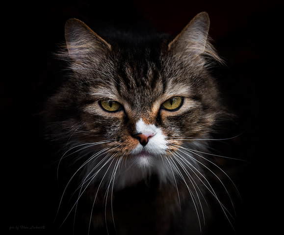 КОТЭ