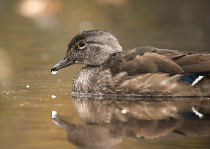 Каролинская утка ~ Wood duck
