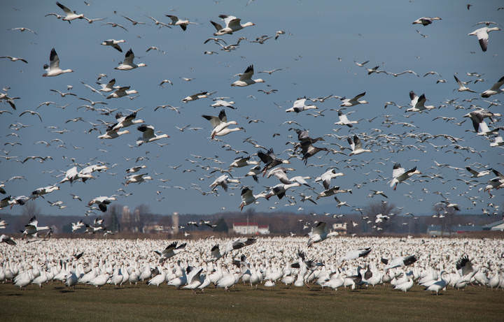 Snow goose