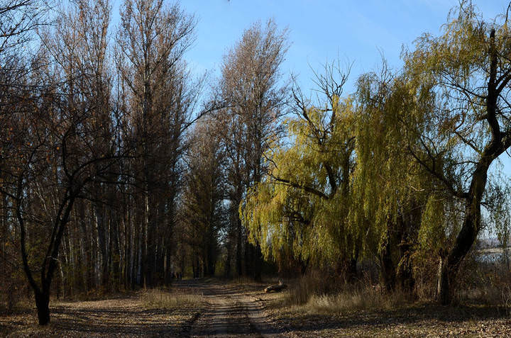 Старый парк.