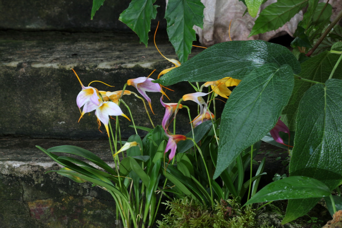 Орхидея рода Масдеваллия