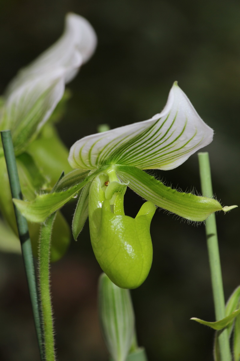  Орхидеи Венерин башмачок 