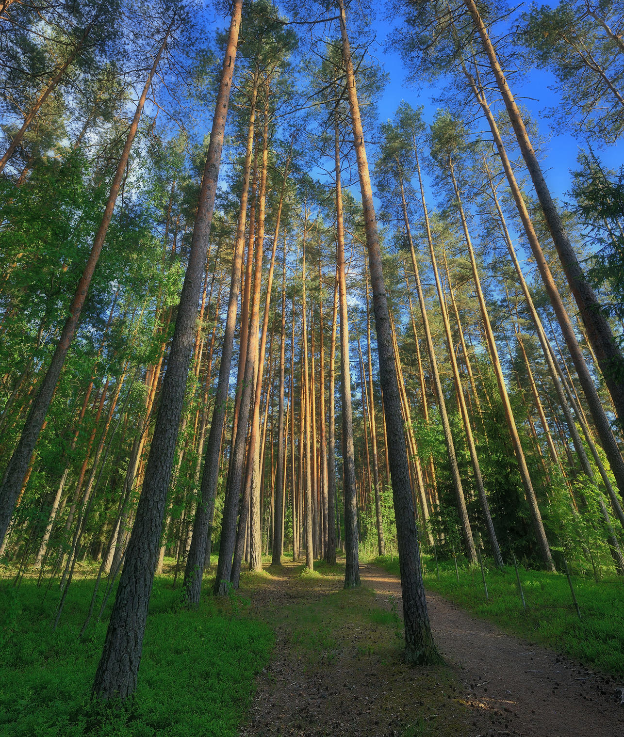 Сосновый лес в Выру