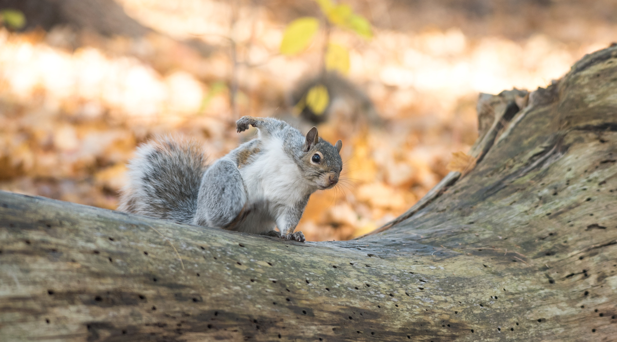 Каролинская белка-Eastern gray squirrel