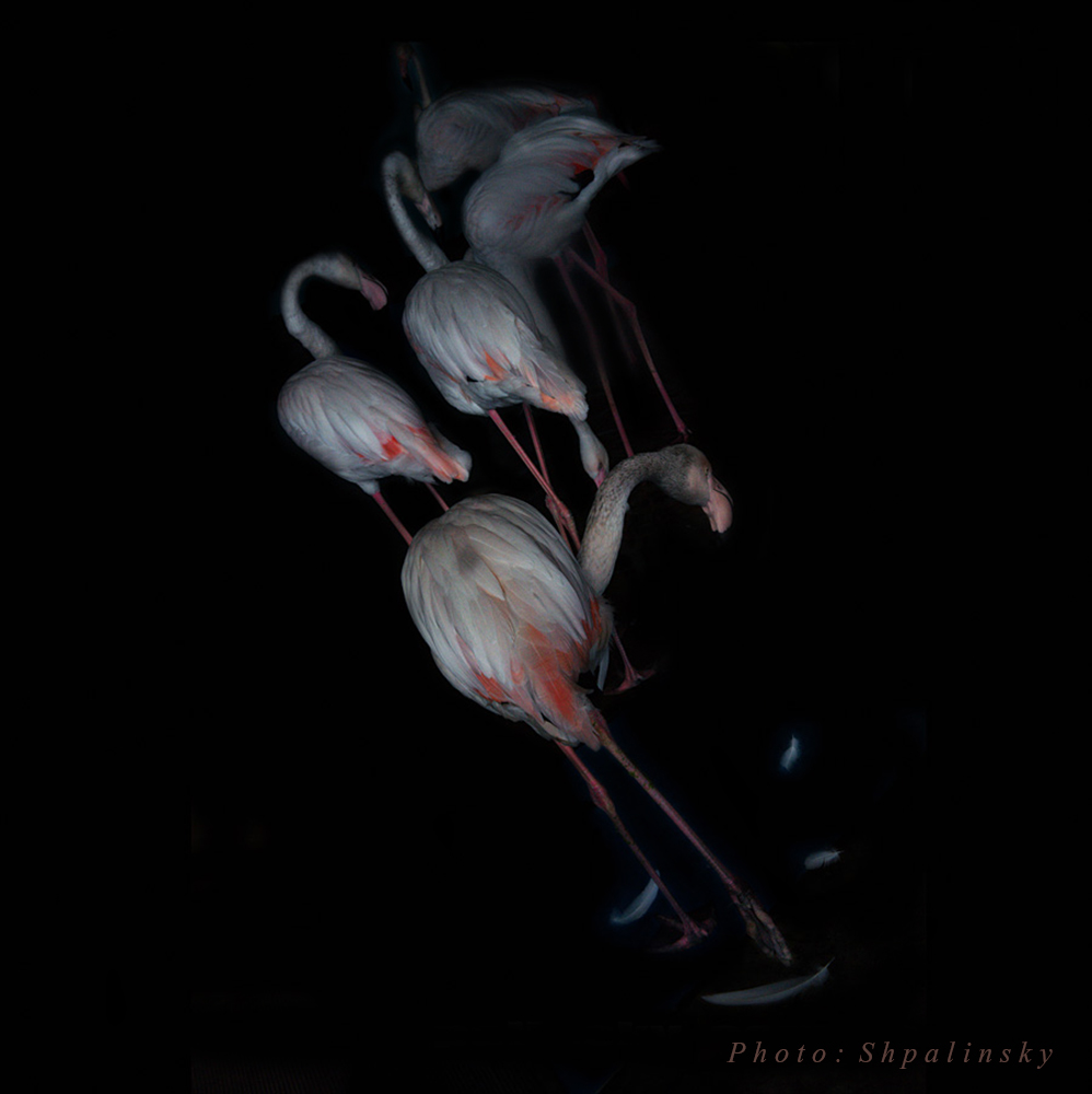 Фламинго исчезающие во тьме.