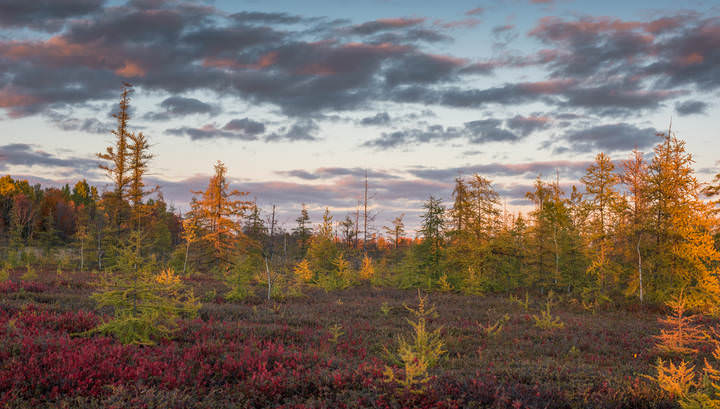 Mer Bleue Bog