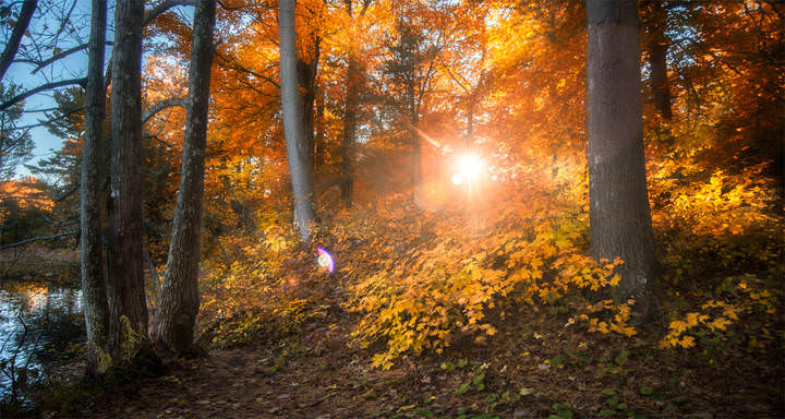 Transparent Autumn