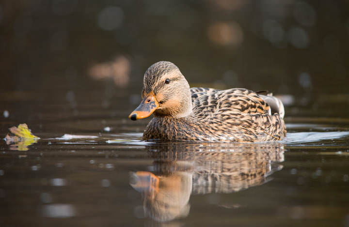 The Mallard duck (female) 