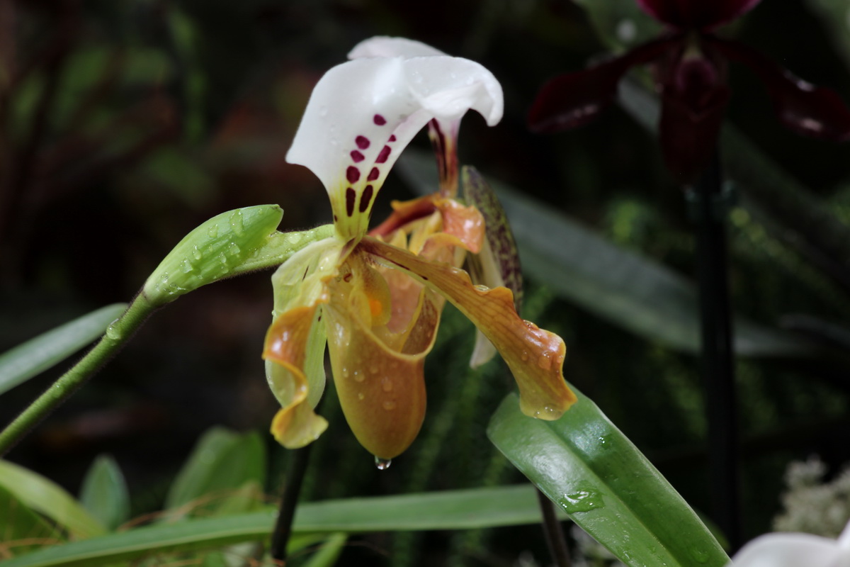  Орхидея Венерин башмачок 