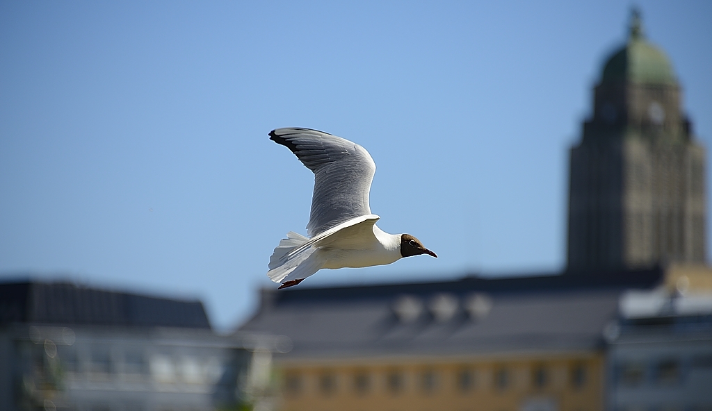 Чайка над Хельсинки