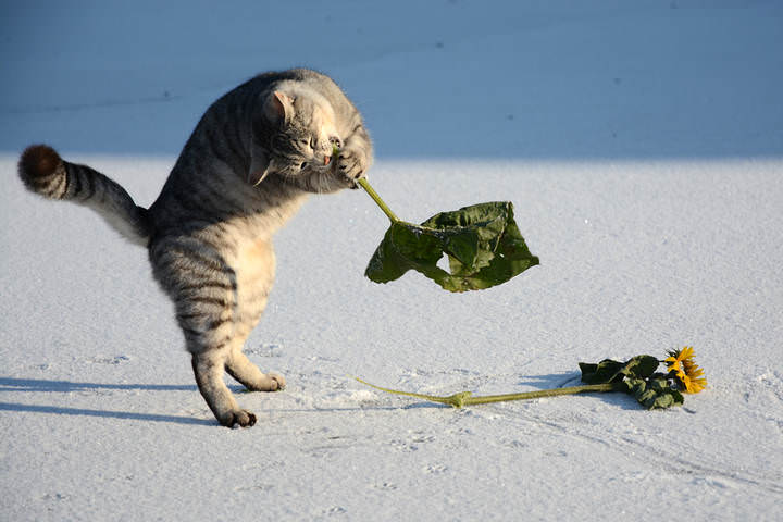Про кота
