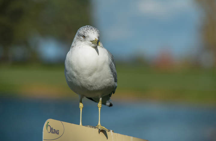  Ring-billed Gull - Делавэрская чайка