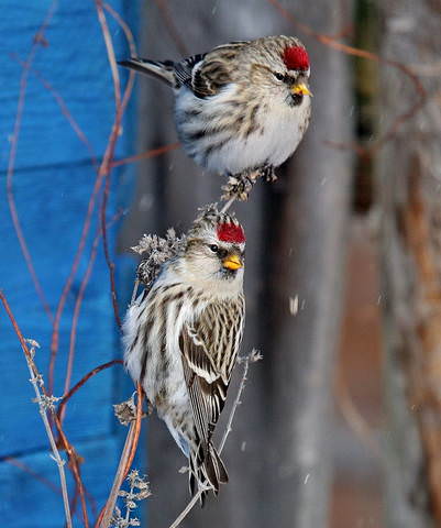 Дуэт
