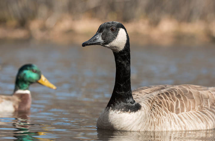 Canadian goose