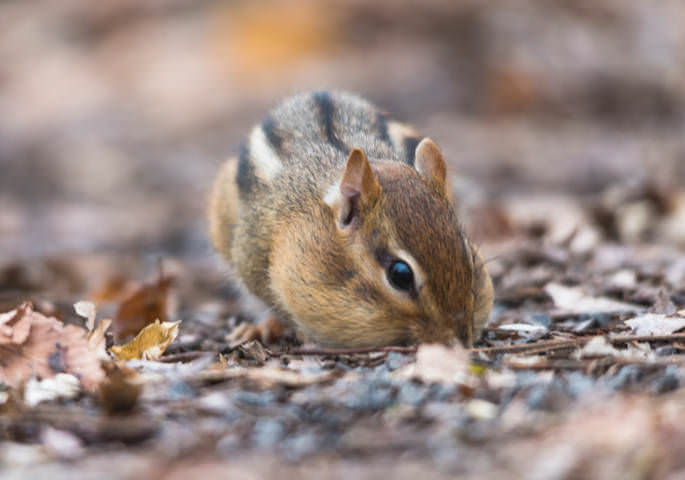 Chipmunk
