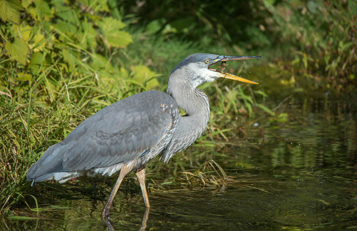 Great blue heron