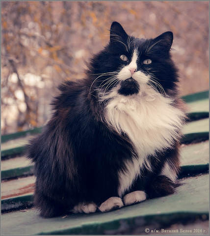 Сидящий на крыше