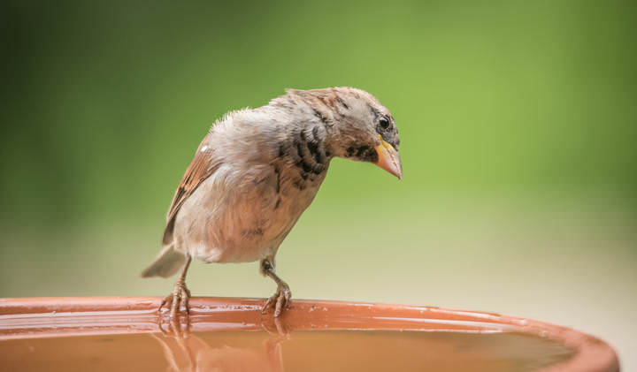 Wonder bird