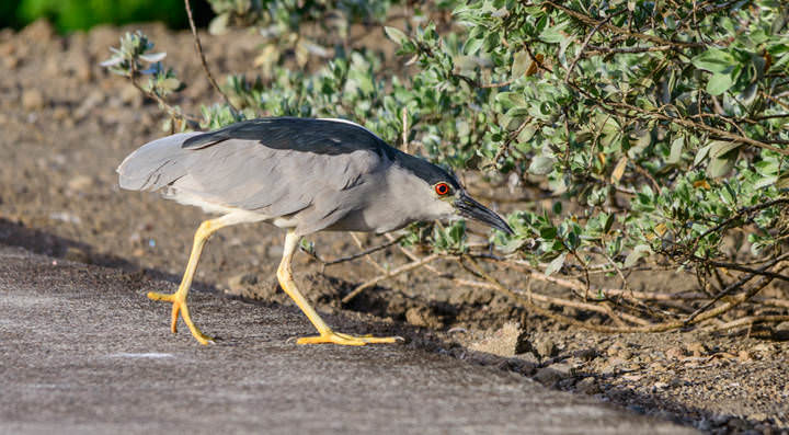Black-crowned night heron