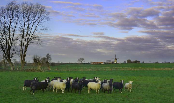 1-Ochtend regio 019_copy