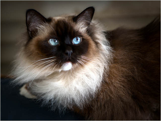 Слушая D. Scarlatti: Cat's fugue K 30 L 499 in G Minor