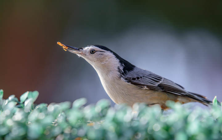 White-breasted nuthatch