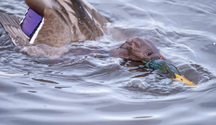 American Mink attacking the Mallard