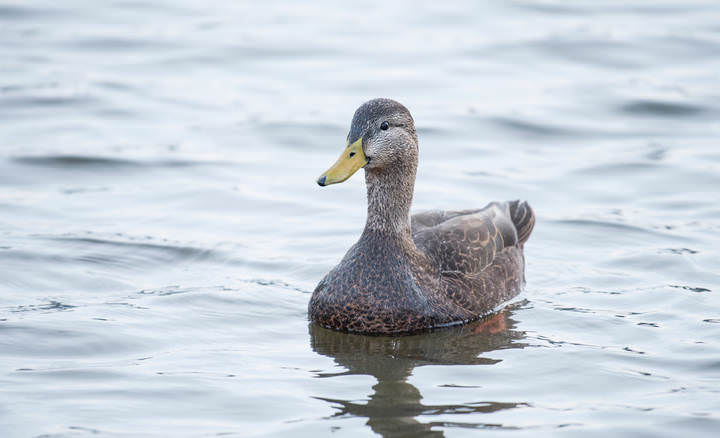American black duck