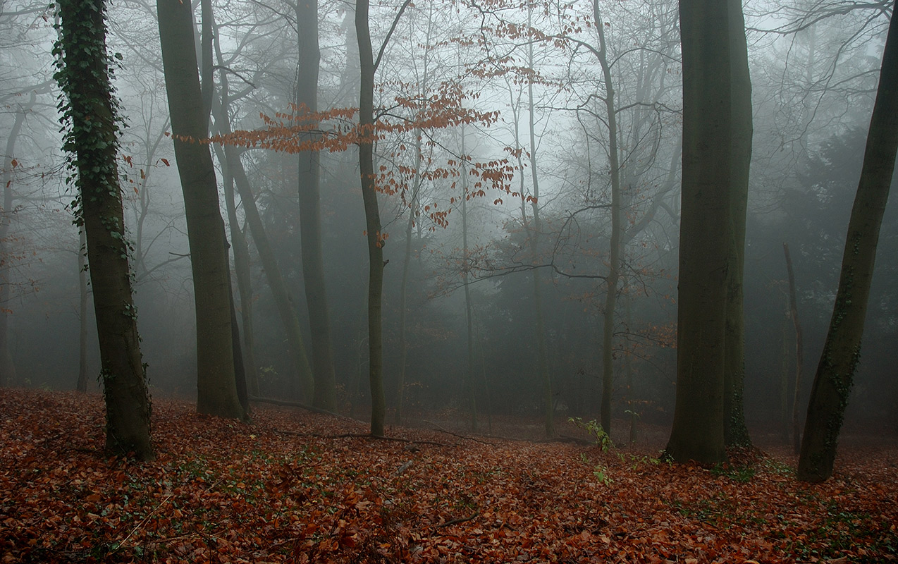 Декабрьский лес в тёплых тонах