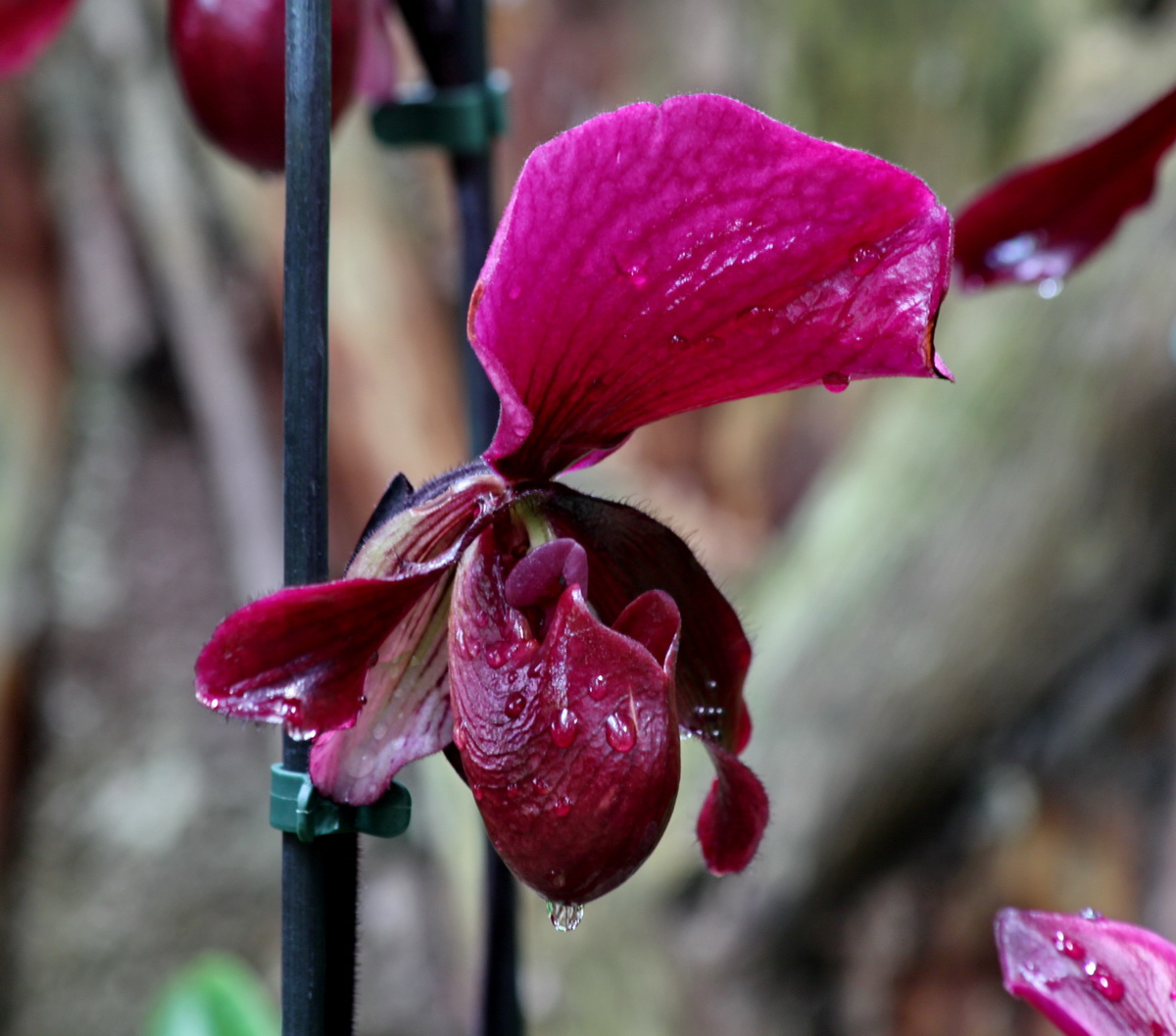  Орхидея Венерин башмачок 