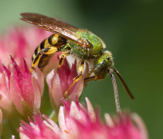 Insect Miniature